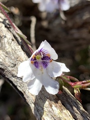 Prostanthera saxicola
