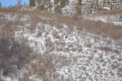 Cervus canadensis sibiricus