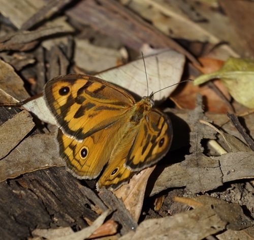 Photo of Common Brown (Heteronympha merope)