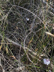 Prostanthera saxicola
