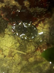 Leptopodomorpha