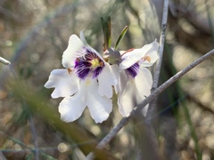Prostanthera saxicola