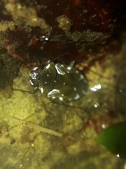 Leptopodomorpha