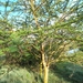 Acacia etbaica