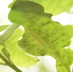Norfolius howensis