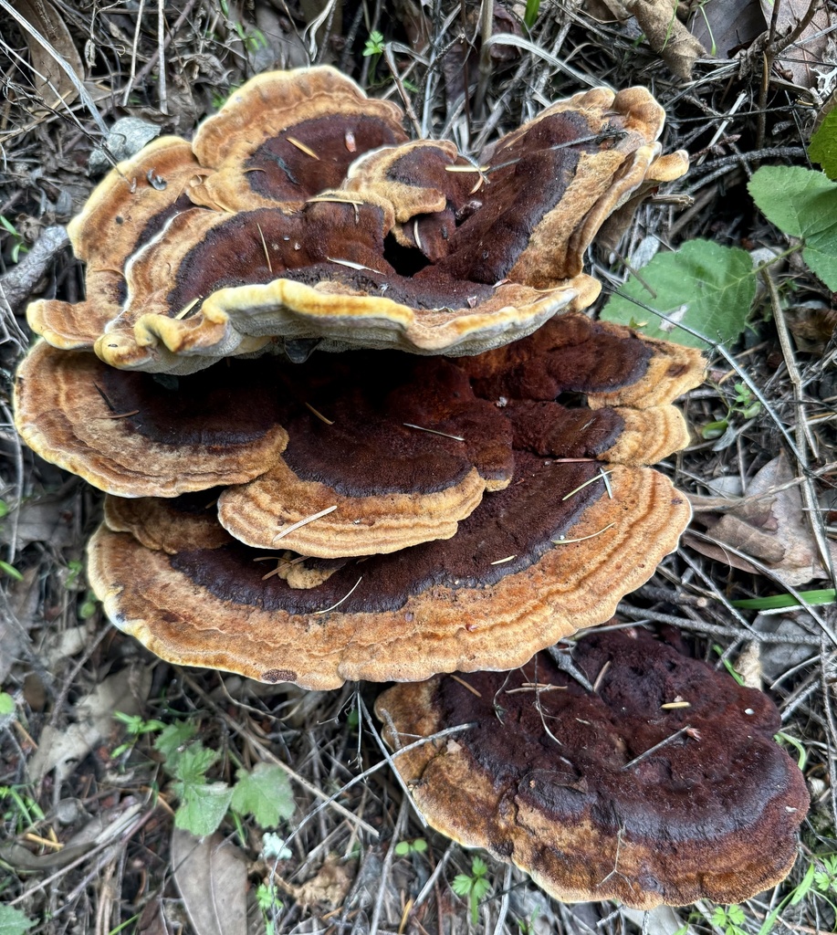 Phaeolus hispidoides · November 2025 · photo: © hllrnnr (iNaturalist, cc0)