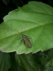 Sphictyrtus sumtuosus