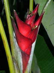 Heliconia caribaea image