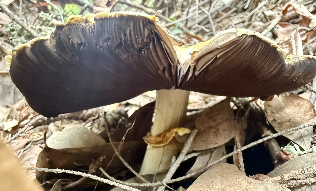 Agaricus augustus · November 2025 · photo: © hllrnnr (iNaturalist, cc0)