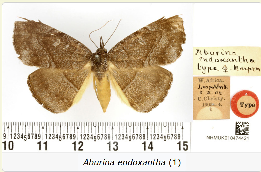 Aburina endoxantha
