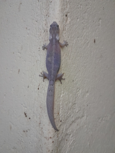 Southern Marbled Gecko