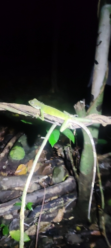 Eared Anglehead Agama — seen at this dive site