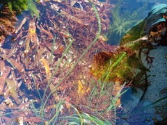 Chaetomorpha coliformis