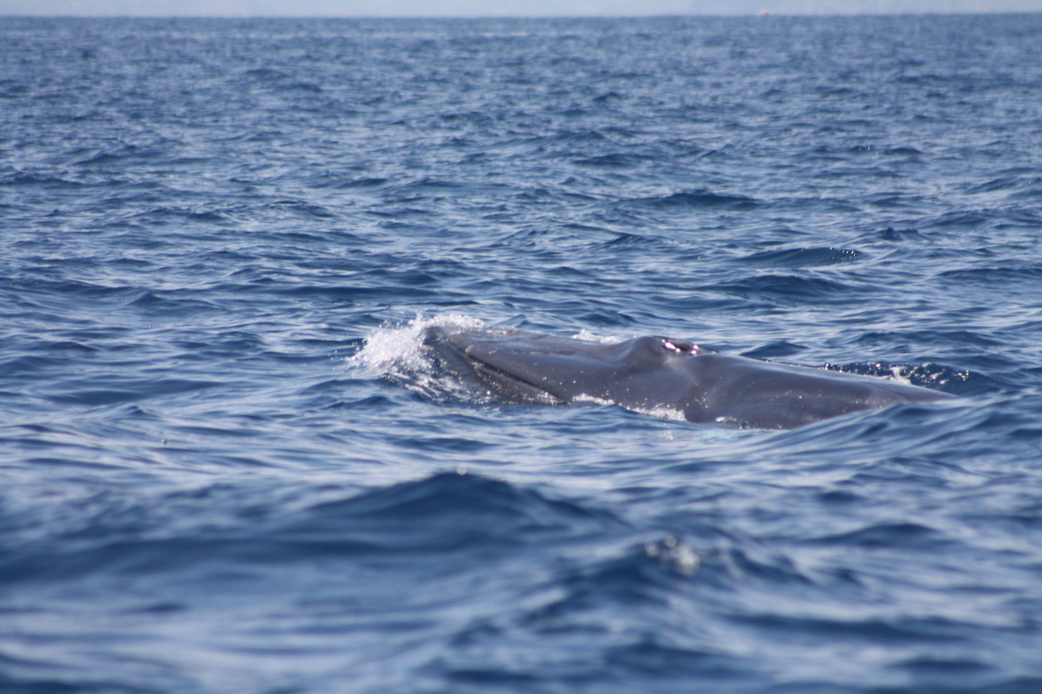 Balaenoptera omurai
