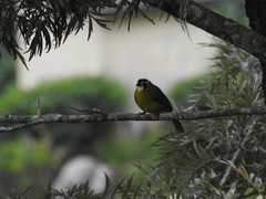 Pycnonotus penicillatus