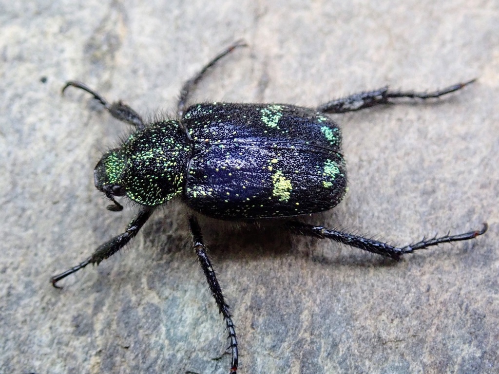 Hoplia gabriellina