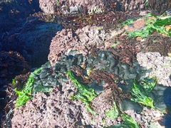 Codium convolutum