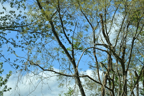 Sophora godleyi, photograph 5