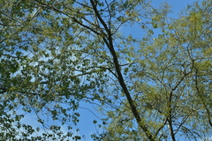 Sophora godleyi