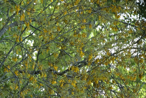 Sophora godleyi, photograph 2