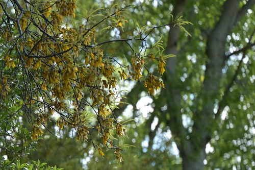 Sophora godleyi, photograph 1
