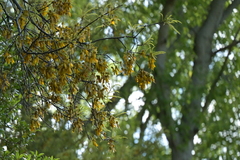 Sophora godleyi, photograph (c) Christopher Stephens, some rights reserved (CC BY-SA)