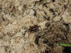 Asilus crabroniformis