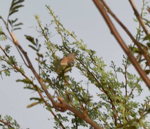 Cricket Warbler (Spiloptila clamans), photo 6