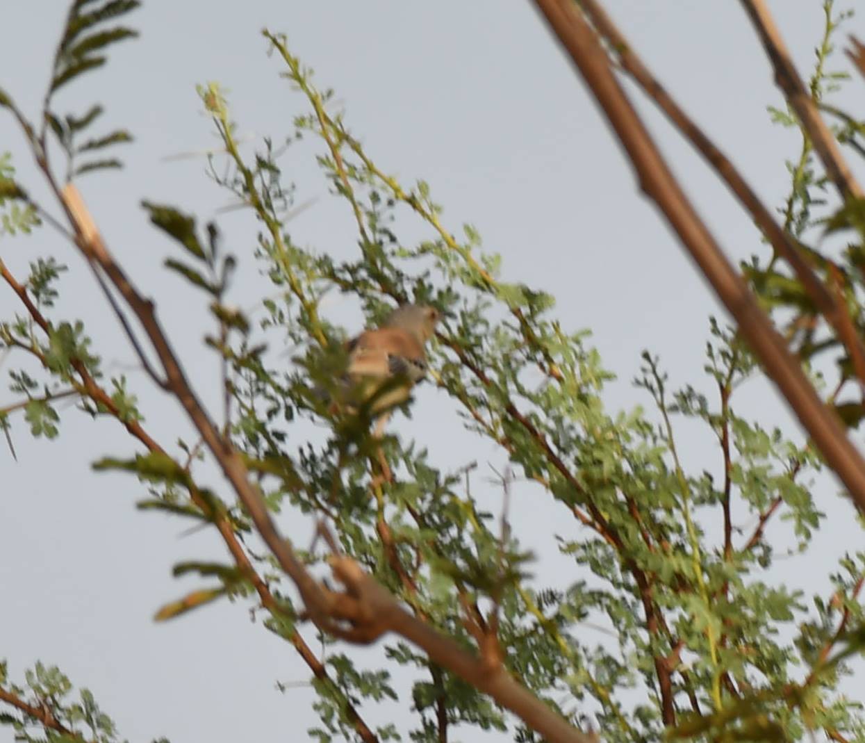 Cricket Warbler (Spiloptila clamans), photo 6
