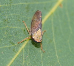 Brunotartessus fulvus