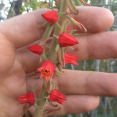 Echeveria coccinea