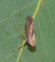 Brunotartessus fulvus