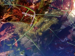 Chaetomorpha coliformis