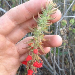 Echeveria coccinea
