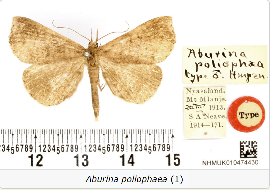 Aburina poliophaea