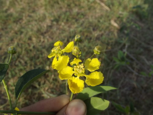 Yellow Butterfly Vine