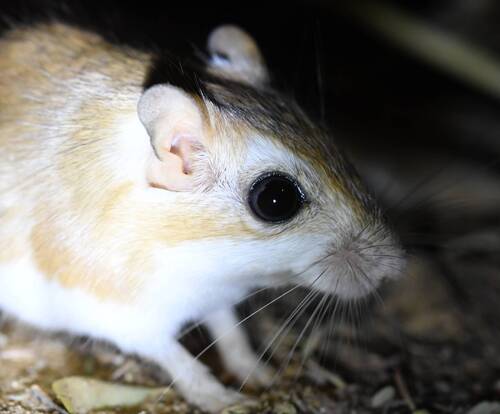 Lesser Egyptian Jerboa