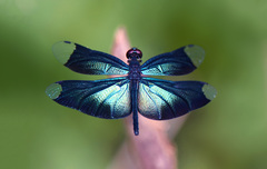 Rhyothemis plutonia