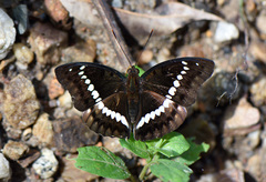 Bassarona teuta