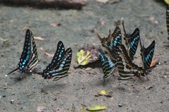 Graphium policenes policenes