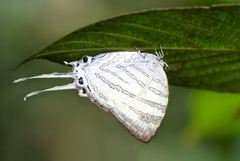 Neomyrina nivea