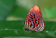 Paralaxita telesia