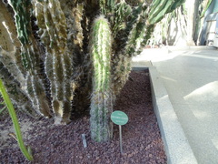 Oreocereus celsianus