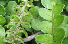 Blechnum blechnoides