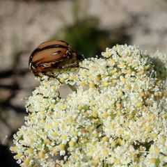 Trichostetha signata