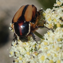 Trichostetha signata