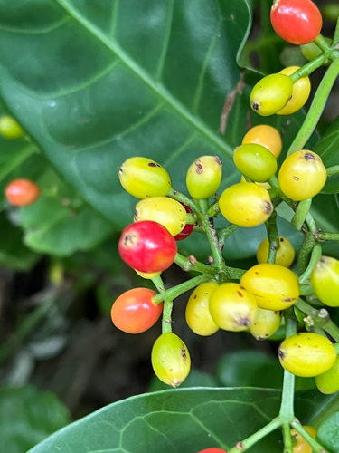 Psychotria manillensis iNat (2)