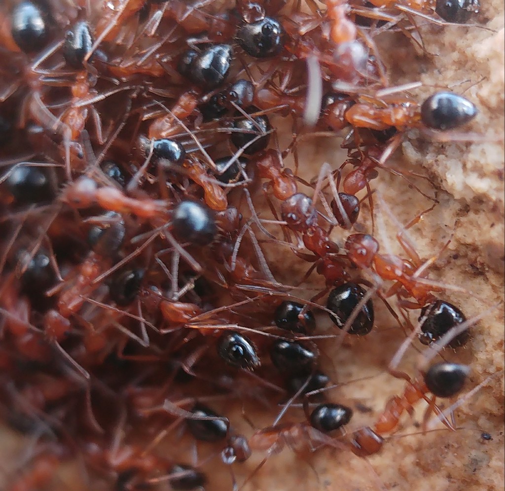Lepisiota bipartita