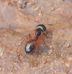 Camponotus sanctus