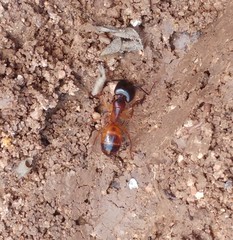 Camponotus sanctus